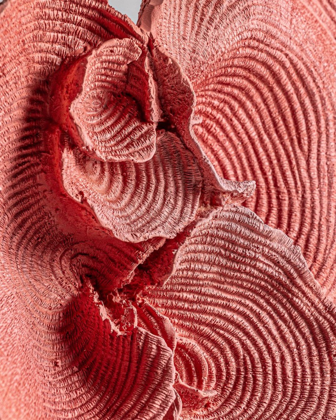 Rožinės spalvos koralo formos interjero dekoracija